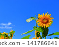 盛夏陽光下，金燦燦的向日葵熠熠生輝 | 一幅充滿夏日活力的清新景象 141786641