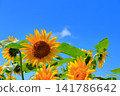 盛夏陽光下，金燦燦的向日葵熠熠生輝 | 一幅充滿夏日活力的清新景象 141786642