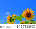 盛夏陽光下，金燦燦的向日葵熠熠生輝 | 一幅充滿夏日活力的清新景象 141786643