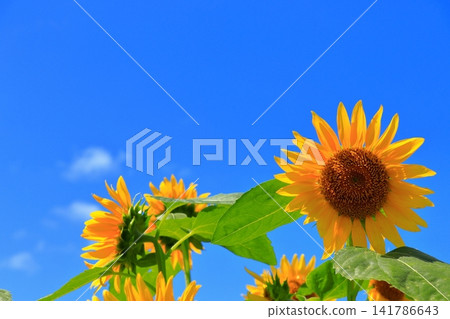 Yellow sunflowers shining in the midsummer sun | A refreshing scene overflowing with summer energy Yellow sunflowers shining in the midsummer sun | A refreshing scene overflowing with summer energy 141786643