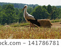 A Stork on a Golden Cereal Field in Mazury 141786781