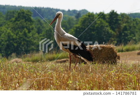 A Stork on a Golden Cereal Field in Mazury A Stork on a Golden Cereal Field in Mazury 141786781