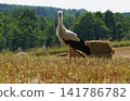 A Stork on a Golden Cereal Field in Mazury 141786782