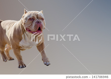 A dog is in mid-air, jumping with its front paws lifted. The setting is simple with a smooth, light-colored background. The dogs expression looks happy and excited A dog is in mid-air, jumping with its front paws lifted. The setting is simple with a smooth, light-colored background. The dogs expression looks happy and excited 141786946