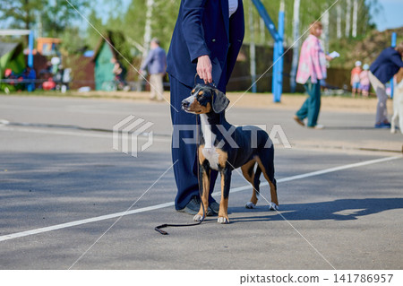 A person holds a leash while a dog stands nearby at a park event. Other people are walking around in the background. Trees and play equipment are visible 141786957