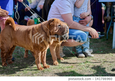 Several dogs stand near their owners at a park event. People sit and enjoy the day while children play nearby. The atmosphere is lively and fun 141786960