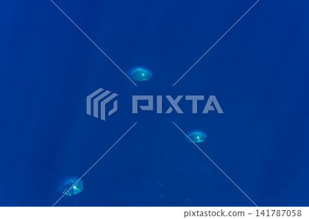 潛水員在小笠原群島呼出的氣體 141787058
