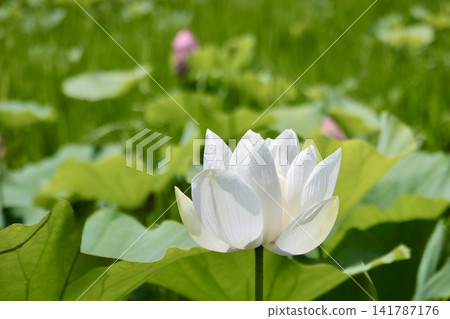White Lotus Flower White Lotus Flower 141787176