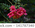 Blooming Campsis radicans or trumpet creeper flowers on a green leaves background 141787340