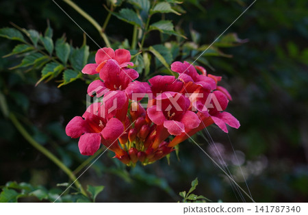 Blooming Campsis radicans or trumpet creeper flowers on a green leaves background Blooming Campsis radicans or trumpet creeper flowers on a green leaves background 141787340