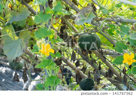Green pumpkins growing among yellow flowers and vines Green pumpkins growing among yellow flowers and vines 141787362