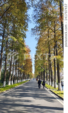 Autumn tree-lined promenade scenery in Wuhan, China (wall art) Autumn tree-lined promenade scenery in Wuhan, China (wall art) 141787437