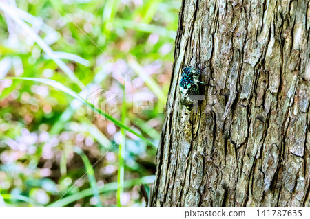 On the 6th, in Yokohama, Japan, the intense heat continued... and cicadas were spotted near the base of the mountain. On the 6th, in Yokohama, Japan, the intense heat continued... and cicadas were spotted near the base of the mountain. 141787635