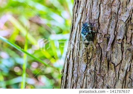 On the 6th, in Yokohama, Japan, the intense heat continued... and cicadas were spotted near the base of the mountain. On the 6th, in Yokohama, Japan, the intense heat continued... and cicadas were spotted near the base of the mountain. 141787637