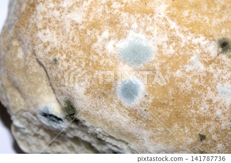Moldy mould on home made bread roll funus food waste Moldy mould on home made bread roll funus food waste 141787736