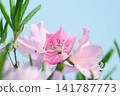 花園裡盛開的粉紅色杜鵑花 141787773