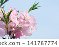 花園裡盛開的粉紅色杜鵑花 141787774