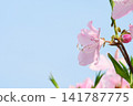 花園裡盛開的粉紅色杜鵑花 141787775