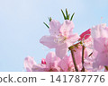 花園裡盛開的粉紅色杜鵑花 141787776