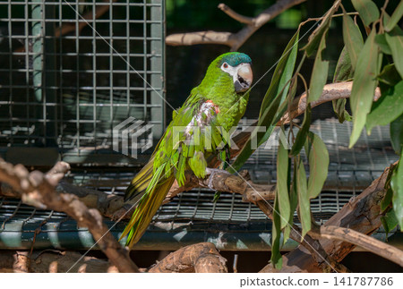 A Green-winged Macaw perches on a branch in the birdhouse with its wings ruffled. A Green-winged Macaw perches on a branch in the birdhouse with its wings ruffled. 141787786