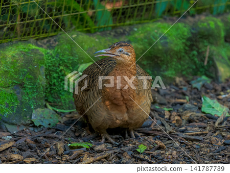 A brown sandpiper resting beside a moss-covered rock. A brown sandpiper resting beside a moss-covered rock. 141787789