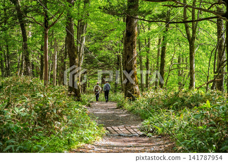 上高地初夏:綠樹環繞的步道(長野縣松本市) 上高地初夏:綠樹環繞的步道(長野縣松本市) 141787954