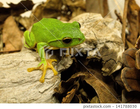 Schlegel frog Schlegel frog 141788030