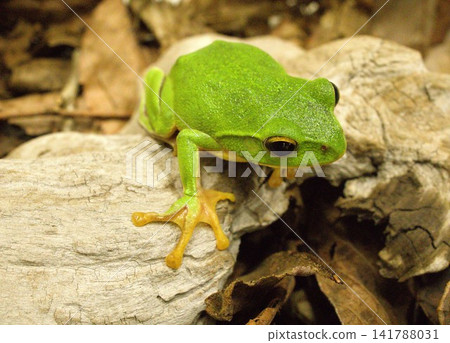 Schlegel frog Schlegel frog 141788031