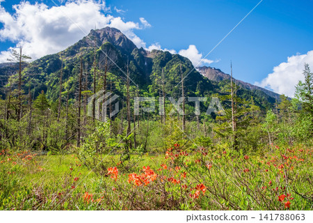 Early summer in Kamikochi: Rhododendrons in bloom at Dakesawa Marsh (Matsumoto City, Nagano Prefecture) Early summer in Kamikochi: Rhododendrons in bloom at Dakesawa Marsh (Matsumoto City, Nagano Prefecture) 141788063