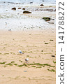 Seagulls on the beach. Tazones, a fishing village in the north of Spain 141788272