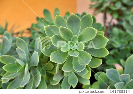 Green Succulent Rosette Plant with Fleshy Leaves. Green Succulent Rosette Plant with Fleshy Leaves. 141788314