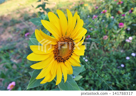 Bright Yellow Sunflower Blooming in a Garden. Bright Yellow Sunflower Blooming in a Garden. 141788317