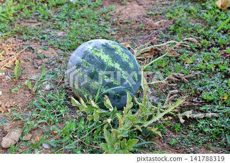Ripe Watermelon Growing on the Ground in Agricultural Field. Ripe Watermelon Growing on the Ground in Agricultural Field. 141788319