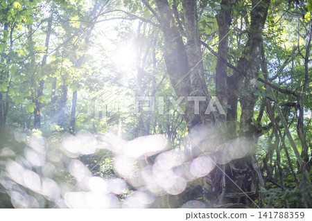 A landscape of rays of light shining through a beech forest in Oku-Daisen. A landscape of rays of light shining through a beech forest in Oku-Daisen. 141788359