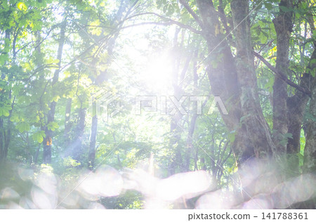 A landscape of rays of light shining through a beech forest in Oku-Daisen. A landscape of rays of light shining through a beech forest in Oku-Daisen. 141788361