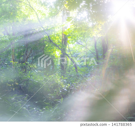 A landscape of rays of light shining through a beech forest in Oku-Daisen. A landscape of rays of light shining through a beech forest in Oku-Daisen. 141788365