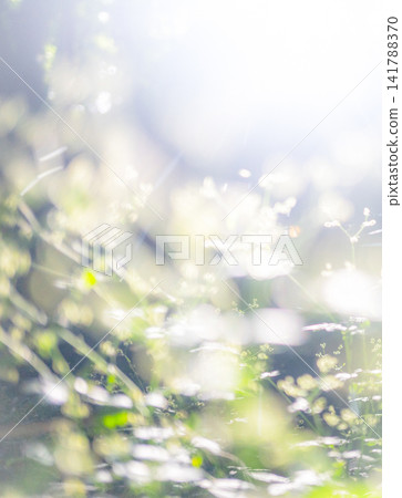 A landscape of rays of light shining through a beech forest in Oku-Daisen. A landscape of rays of light shining through a beech forest in Oku-Daisen. 141788370