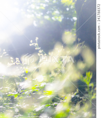 A landscape of rays of light shining through a beech forest in Oku-Daisen. A landscape of rays of light shining through a beech forest in Oku-Daisen. 141788372