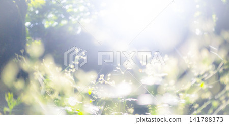 A landscape of rays of light shining through a beech forest in Oku-Daisen. A landscape of rays of light shining through a beech forest in Oku-Daisen. 141788373
