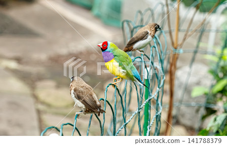 Chloebia gouldiae red headed gouldian finch species perching on metal wire Chloebia gouldiae red headed gouldian finch species perching on metal wire 141788379