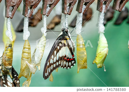Newly emerged swallowtail butterfly hanging on chrysalis pupa row Newly emerged swallowtail butterfly hanging on chrysalis pupa row 141788380