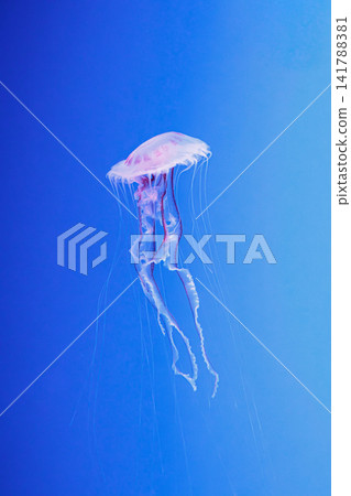 Purple striped jellyfish pelagia noctiluca in marine habitat 141788381