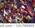 Sunlight shining on fallen leaves that have turned red in color 141788969