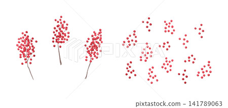 Watercolor illustration - Pepperberry parts Watercolor illustration - Pepperberry parts 141789063