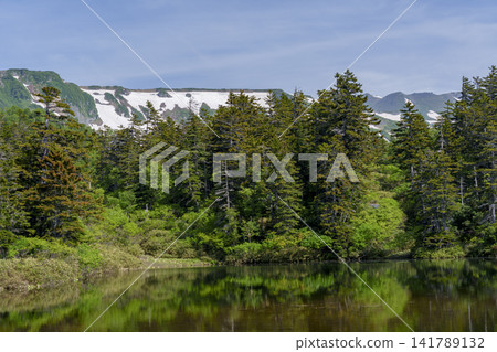 北海道大雪山:遊覽大雪高原沼澤,欣賞初夏時節綠色沼澤和殘雪交相輝映的壯麗景色。 北海道大雪山:遊覽大雪高原沼澤,欣賞初夏時節綠色沼澤和殘雪交相輝映的壯麗景色。 141789132