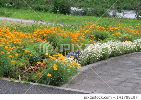 春風拂面,公園裡盛開著橘色的加州罌粟花和白色的北極菊花。 春風拂面,公園裡盛開著橘色的加州罌粟花和白色的北極菊花。 141789197