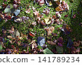 Autumn leaves that fell on the lawn 141789234