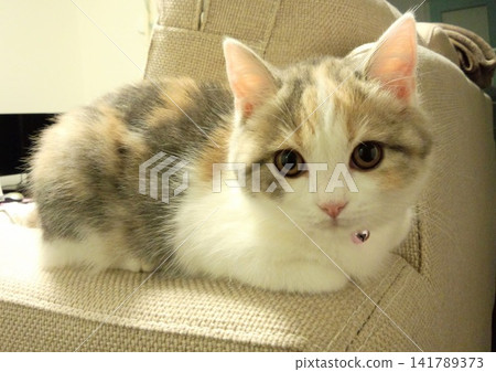 A staring kitten A staring kitten 141789373