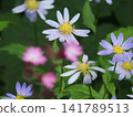 Flowers - Miyakowasure 141789513