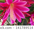 Epiphyllum cactus: gorgeous flowers 141789514
